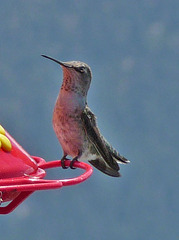 Hummingbird (0370A)