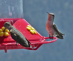 Hummingbirds (0367)