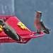 Hummingbirds (0367)