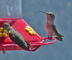 Hummingbirds (0368)