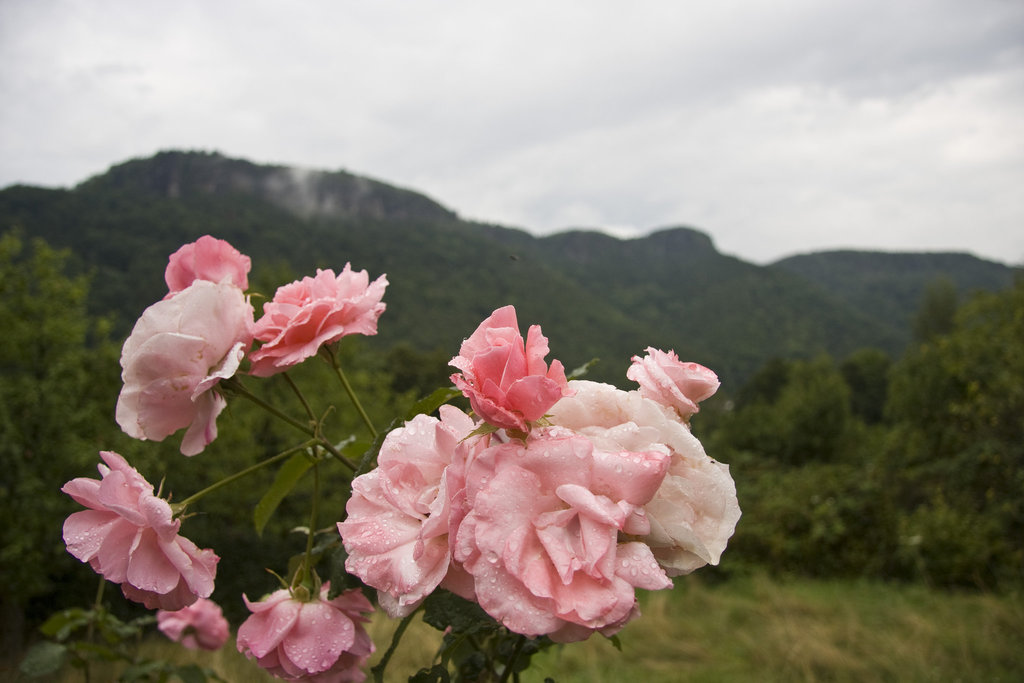 Rose mit Rosenrücken (Hintergrund)