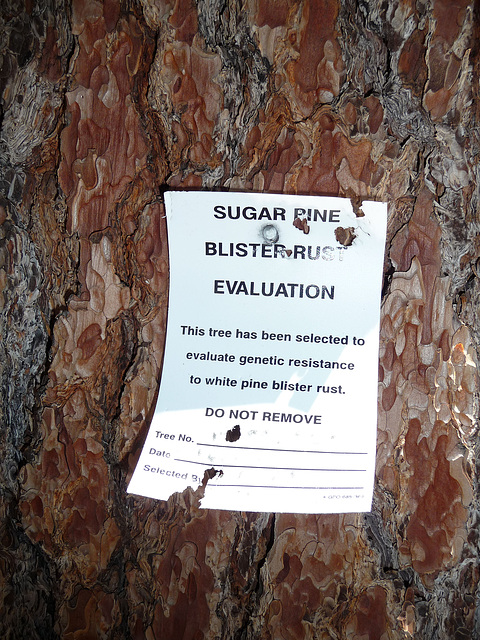 Sugar Pine Blister Rust Evaluation (0384)
