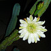 Cereus Bloom (0443)