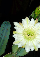 Cereus Bloom (0444)