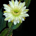 Cereus Bloom (0445)