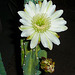 Cereus Bloom (0446)