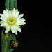 Cereus Bloom (0447)