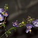- and this perennial is called? Purple Rain/Jacob's Ladder/Polemonium Yezoense