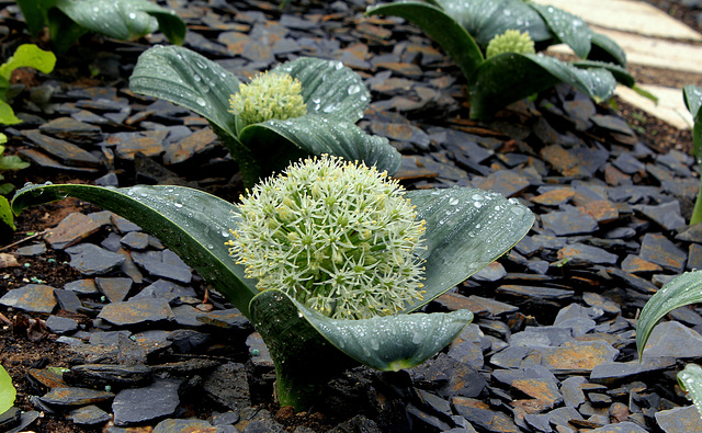 Allium karataviense ' Ivory Queen'