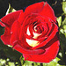 roses bicolores 2