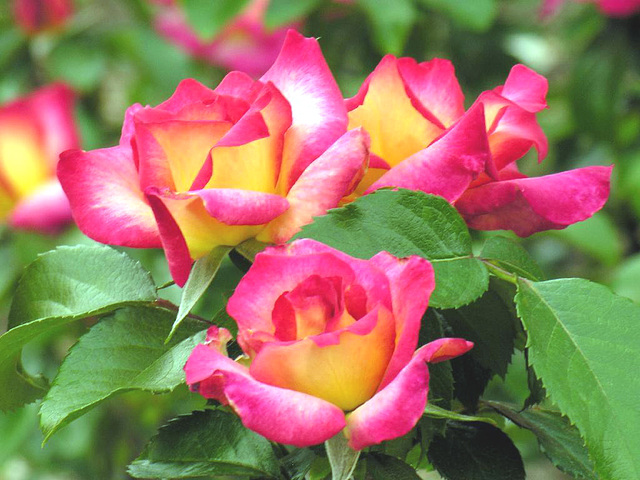 roses bicolores 1