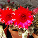 fleurs de mes cactus
