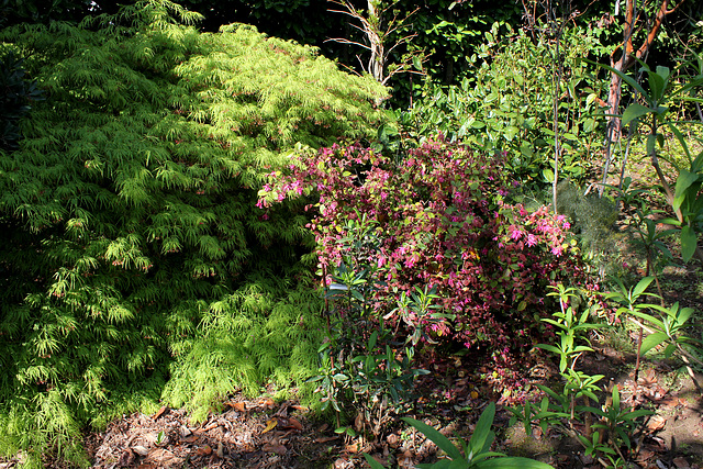 Loropetalum et Acer palmatum