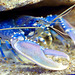 Lobster (Homarus gammarus)