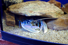 Lobster (Homarus gammarus)