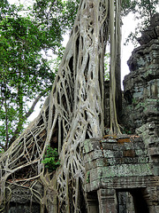 Ta Prohm- Reclaimed by the Jungle #3
