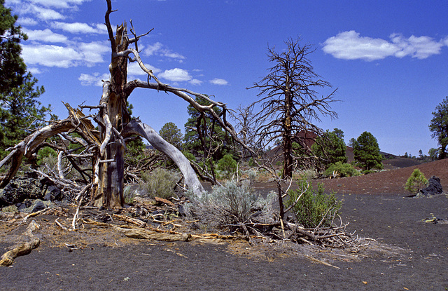 Nature fights back..... Nature fights back.....