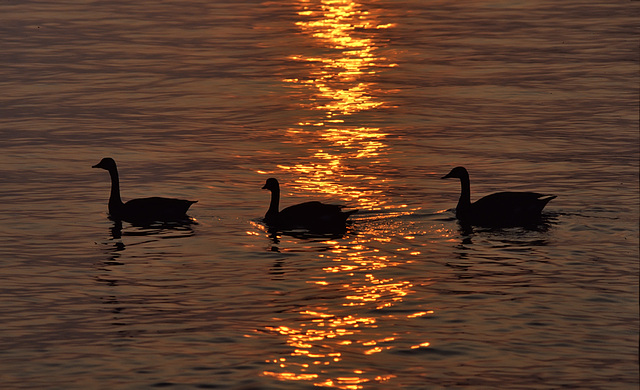 Three gooses in gold are better than one........