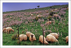 Sheep and flowers........