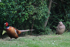 Are you coming with me or not? - A Pheasant Couple!