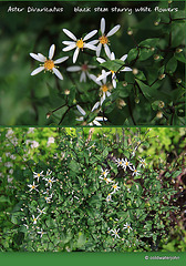 Aster Divaricatus - black stem starry white flowers