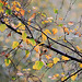 Autumn Birch leaves - October