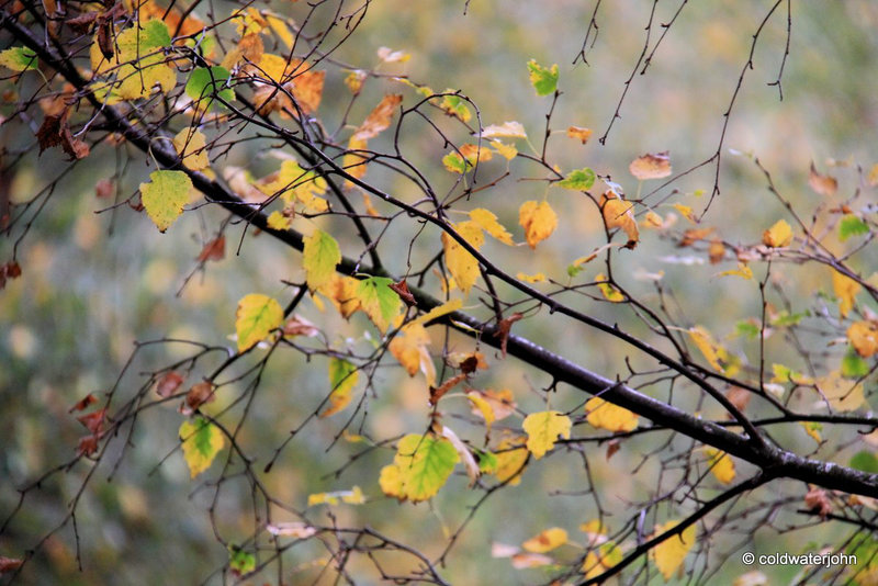 Autumn Birch leaves - October