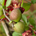 Tiny quince fruits