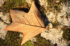 Autumn: Tulip Tree leaf with early morning dew #1