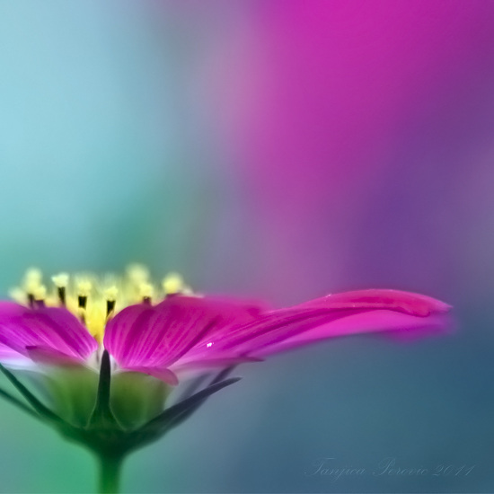 Radiant Vividness Radiant Vividness