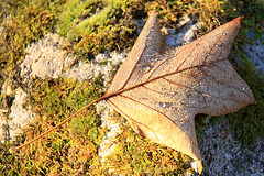 Autumn: Tulip Tree leaf with early morning dew #2