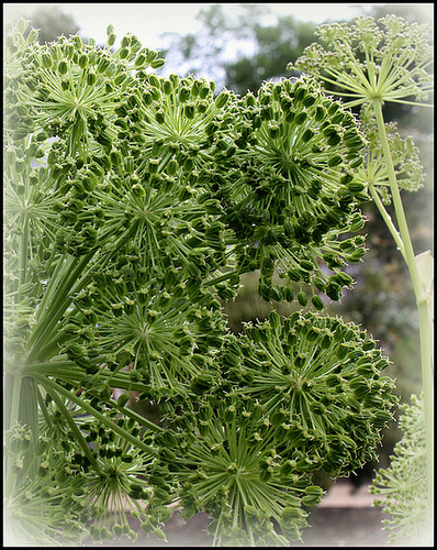 Angelica archangelica  (4)