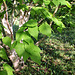 Betula albosinensis 'Hergest' (2)