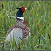 Pheasant in the grass