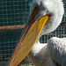 Pelican (1452A)