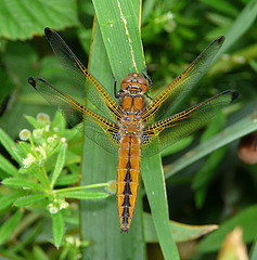 Scarce Chaser Top