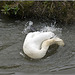 Swan having a wash