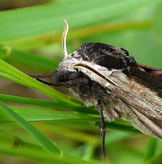 Privet Hawk-moth Face