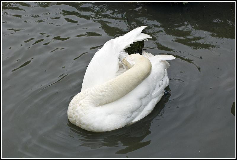Swan having a wash
