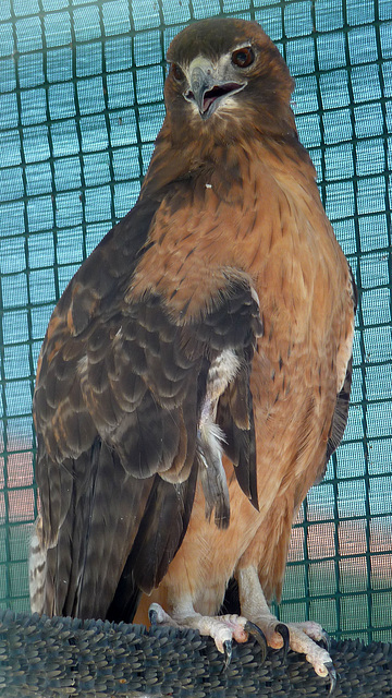 Red-Tailed Hawk (1429)