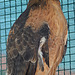 Red-Tailed Hawk (1429)