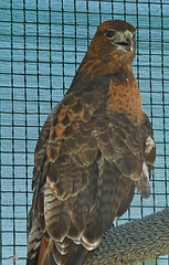 Red-Tailed Hawk (1431)