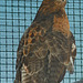 Red-Tailed Hawk (1431)