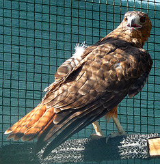 Red-Tailed Hawk (1436)
