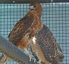 Red-Tailed Hawks (1433)