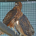 Red-Tailed Hawks (1433)
