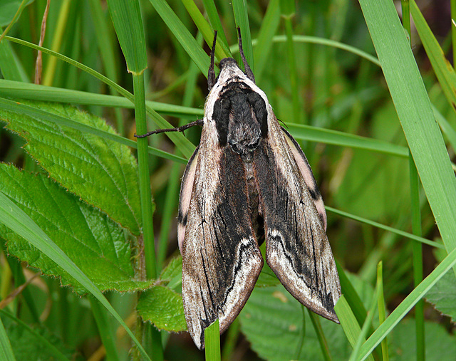 Privet Hawk-moth -Top