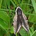 Privet Hawk-moth -Top