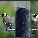 Goldfinches on Feeder