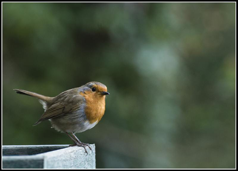 Robin on Bird Table
